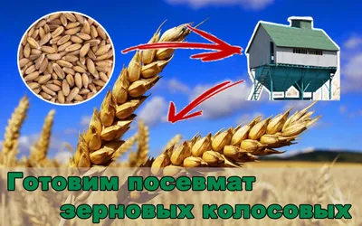 ПШЕНИЦА • Большая российская энциклопедия - электронная версия