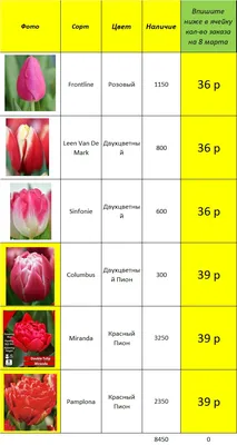 Роза малиновая 2 Большие цветы на 8 марта (ID#1366980538), цена: 170 ₴,  купить на Prom.ua