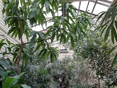 Читинский ботанический сад принимает натуральные елки у горожан