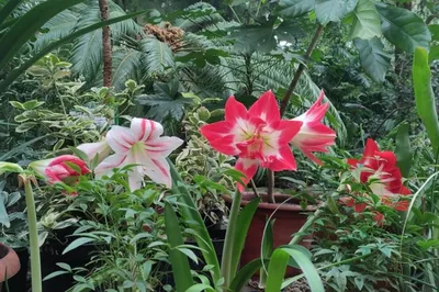 Как цветет «Царица ночи»: фото из Ботанического сада Петербурга - 14 июня  2023 - Фонтанка.Ру