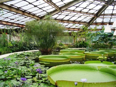 Что можно купить в ботаническом саду в Кемерове, Можно ли купить в кемеровском  ботаническом саду цветы и деревья для дома - 21 марта 2022 - ngs42.ru