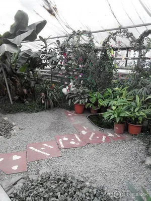 Ботанический Сад Г. Кемерово: лучшие советы перед посещением - Tripadvisor