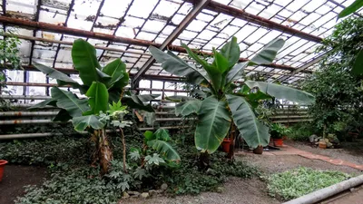 МП Кемеровский ботанический сад, Кемерово - «Ботанический сад скромный,  ожидала большего. » | отзывы