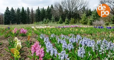 Харьков – Ботанический сад » РентМиюа - услуги аренды и проката в Украине