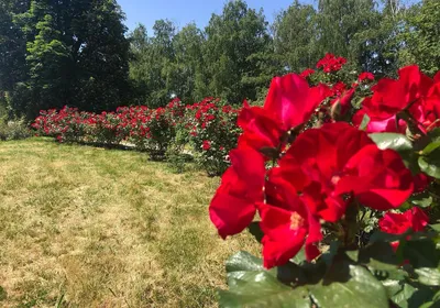 Природное чудо посреди Харькова - Комиксы от Город Х