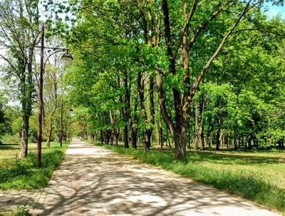 В Краснодаре из-за ветра закрыли Ботанический сад