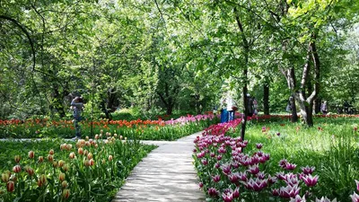 Москва (Moscow): Аптекарский огород — Ботанический сад МГУ (где и что  цветёт в мае) | Хаус-ТВ