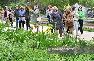 Викторная оранжерея в “Аптекарском огороде”: по следам ланкийских  приключений - Ароидные: от болота до аквариума