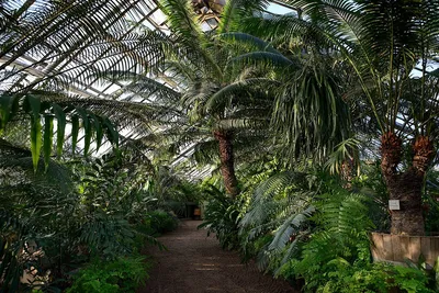 Ботанический сад Петра Великого в СПб | KidsReview.ru