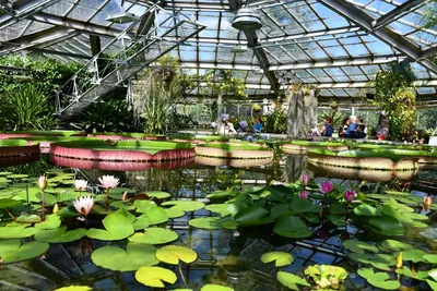 Ботанический сад Петра Великого расскажет о растениях-«иммигрантах» |  Sobaka.ru