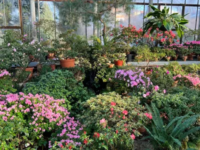Ботанический сад Петра Великого приглашает посетить оранжереи по льготной  цене