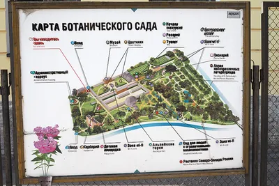 Ботанический сад Петра Великого со Знаком качества - Ароидные: от болота до  аквариума