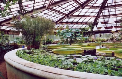 Студенты СПбГУВМ посетили Ботанический сад Петра Великого –  САНКТ-ПЕТЕРБУРГСКИЙ ГОСУДАРСТВЕННЫЙ УНИВЕРСИТЕТ ВЕТЕРИНАРНОЙ МЕДИЦИНЫ