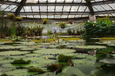 Японский сад, Ботанический сад Петра Великого | Пикабу