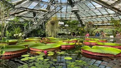 Ботанический сад Санкт-Петербурга: Куда пойти с детьми на каникулах? |  Туристический бизнес Санкт-Петербурга