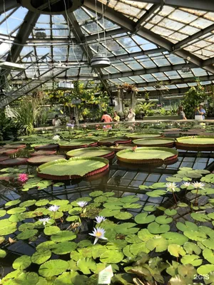 Ботанический сад Санкт-Петербурга - цветение сакуры - Блог о  самостоятельных путешествиях
