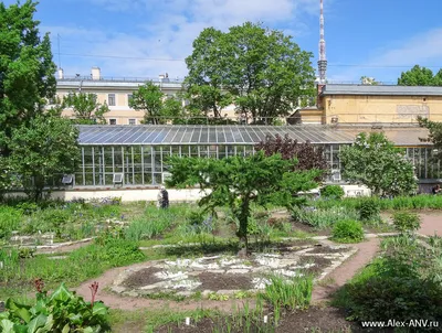Ботанический сад петра великого бин ран (70 фото) - 70 фото