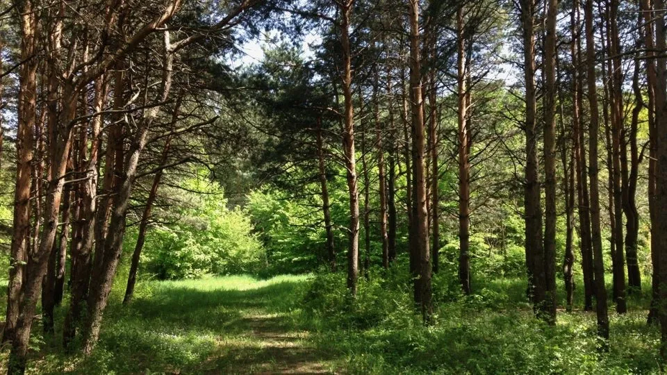 Ставропольский ботанический сад фото. Ставропольский Ботанический сад имени в. в. Скрипчинского.. Ботсад Ставрополь. Ставропольский Ботанический сад Ставрополь.