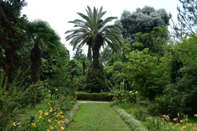 Абхазия. Ботанический сад в Сухуме