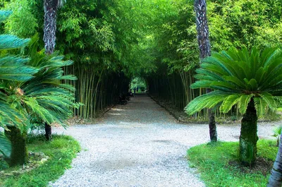 Ботанический сад в сухуми - фото и картинки: 72 штук
