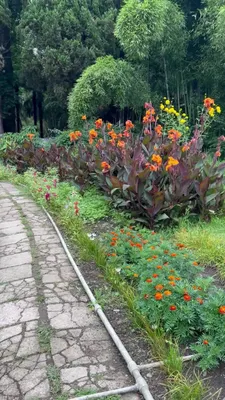 Открытка Сухуми. Ботанический сад – купить на Postcards.ge