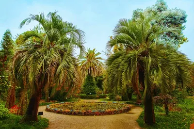 Путешествия, история и всё такое | Цветы в Абхазии. Ботанический сад в  Сухуми - место с хорошей энергией #абхазия #сухум #путешествия | Дзен