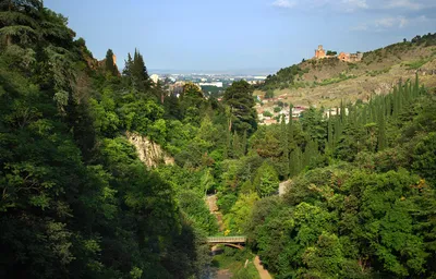 Ботанический сад тбилиси фото фото