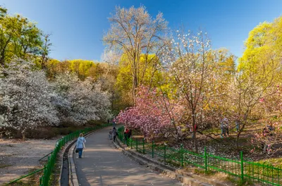 Национальный ботанический сад имени М. М. Гришка, Киев