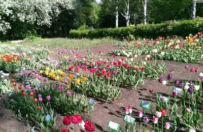Ботанический сад, Уфа: цены, график работы, официальный сайт, отзывы, фото,  адрес — Туристер.ру