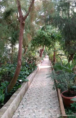 В Уфе в Ботаническом саду собрана самая большая в стране коллекция гортензий