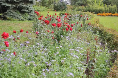 В ботаническом саду объявлена неделя сирени | Официальный сайт МБУ  Издательский дом Уфа