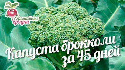 Капусты брокколи Фиеста F1 10 шт Семко купить по цене 47 руб. в Томске |  Садовый супермаркет «ДАЧА»