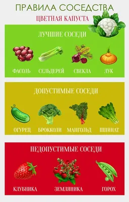 Что посадить на даче: 8 продуктов, которые советуют нутрициологи | РБК Стиль