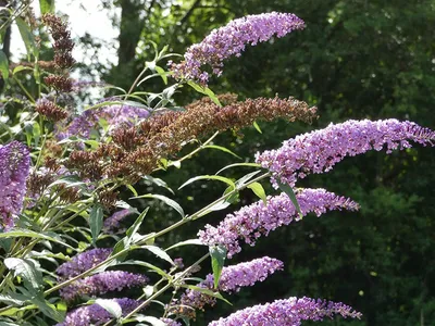 Buddleja davidii 'Blue Chip', Будлея Давида 'Блу Чип'