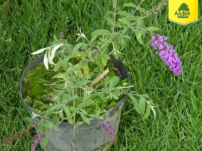 Будлея давида Литл Руби / Р12 / Buddleja davidii Little Ruby  (ID#1741842705), цена: 280 ₴, купить на Prom.ua