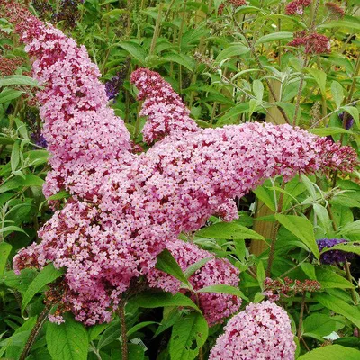 Будлея давида Литл Руби / Р12 / Buddleja davidii Little Ruby: продажа, цена  в Украине. саженцы декоративных деревьев и кустарников от \"БалСад\" -  1741842705