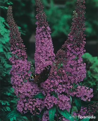 Будлея давидий в полном цветке Стоковое Изображение - изображение  насчитывающей природа, красивейшее: 159875091