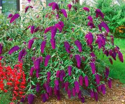 Buddleja lindleyana, Будлея Линдлея