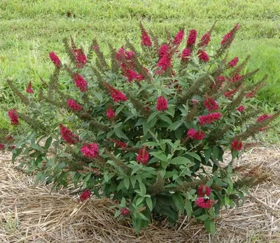 Будлея давида Литл Пурпл / Buddleja davidii Little Purple: продажа, цена в  Украине. саженцы декоративных деревьев и кустарников от \"БалСад\" -  1741831331