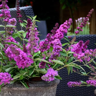 Буддлея Давида Блек Кинг. (Buddleja davidii Black Knight) С2 купить в  интернет-магазине ЦВІТСАД с доставкой по Украине