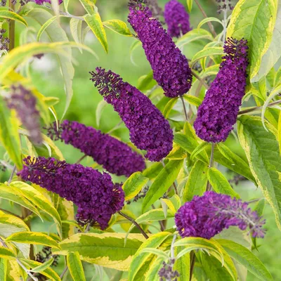 Саженец буддлеи давида сорт 'Роял Ред'/Buddleja davidii 'Royal Red' C3-4 —  цена в Стерлитамаке, купить в интернет-магазине, характеристики и отзывы,  фото