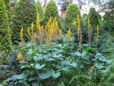 Бузульник зубчатый (Ligularia dentata) - «Бузульник - почти гигант в саду»  | отзывы