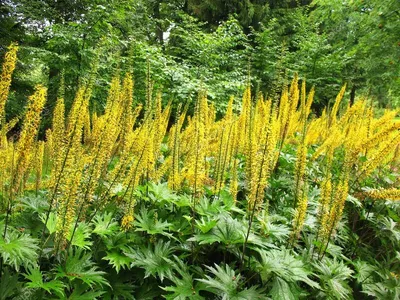 Бузульник зубчатый (Ligularia dentata) - «Бузульник - почти гигант в саду»  | отзывы