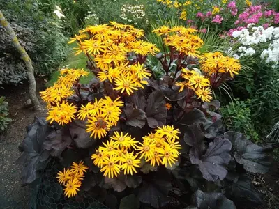 Бузульник зубчатый Отелло (Ligularia dentata)