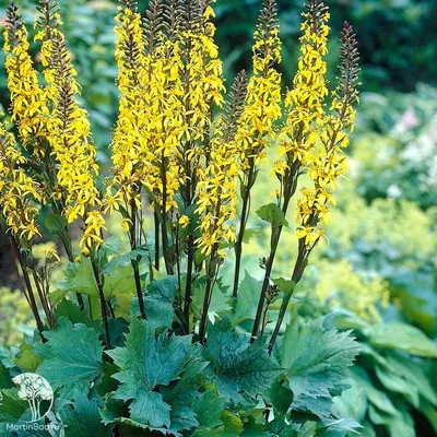 Бузульник зубчатый (Ligularia dentata) - «Для любителей ярких цветов и  больших листьев: фактурное растение, любящее тень» | отзывы