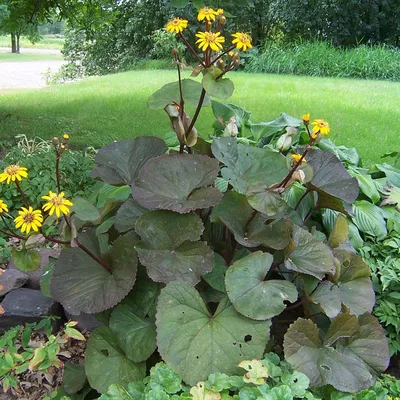 Бузульник зубчатый (Ligularia dentata) - «Для любителей ярких цветов и  больших листьев: фактурное растение, любящее тень» | отзывы