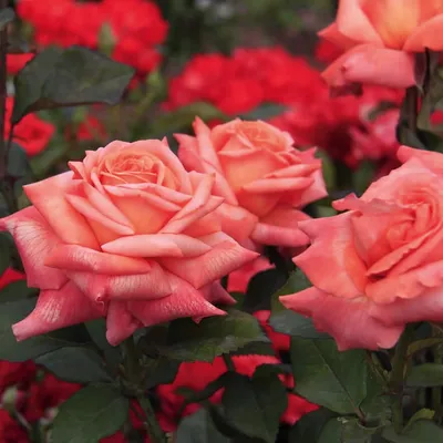 Роза чайно-гибридная Осирия (туба а/ф Сибирский сад) купить за 450 р. в  садовом центре АСТ Медовое