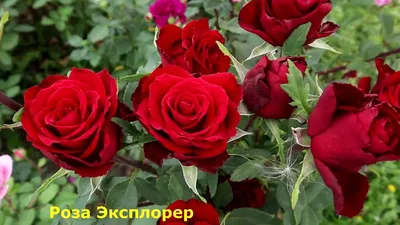 Купить Роза чайно-гибридная Червовая дама — от НПО Сады Росcии с доставкой