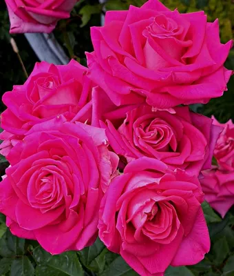 Розы чайно-гибридные — Elenasad