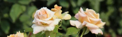 Чайно- гибридные розы в моём саду. | Елена Белодед | Дзен